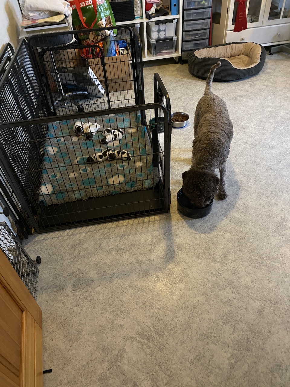 kobaflagotto IMG 0800
