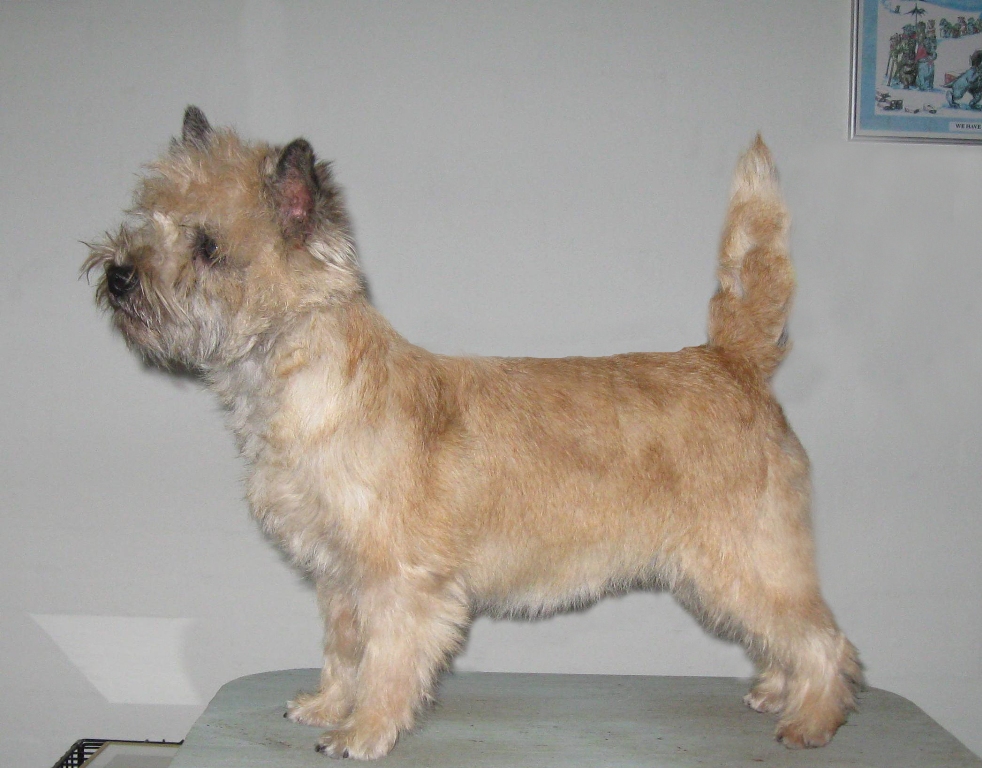 bred Bore mock Kennel Thestrups Lagotto Romagnolo & Cairn Terrier - DTK Hadsund d.  02.05.2009