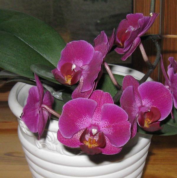 Phalaenopsis_Hybrid_037w