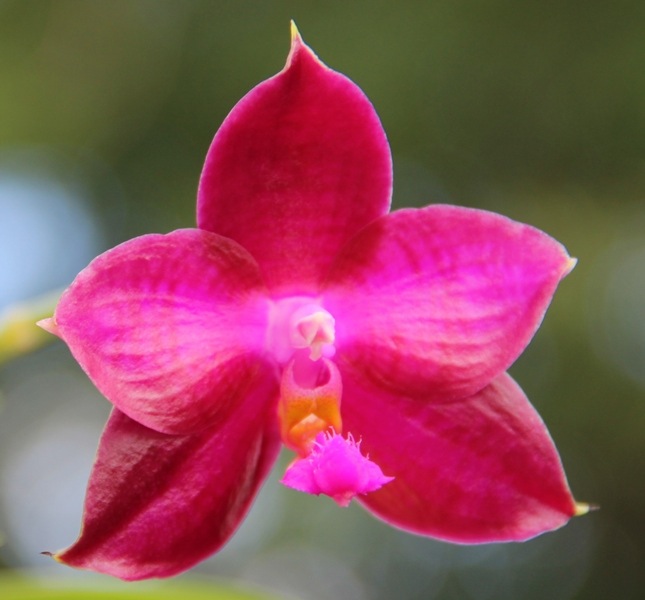 Phalaenopsis_Lea_Maria_Salasar_JOY_132web